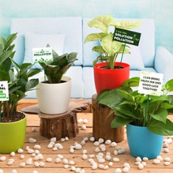 Flat ₹ 799 on Independence Day Special 4 Plants' Pack
