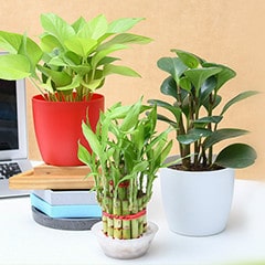 Flat 30% OFF on Table Top / Office Desk Packs