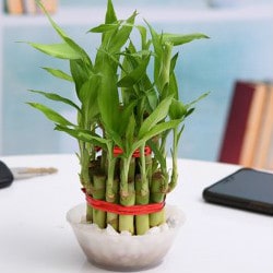 Upto 40% OFF on Lucky Bamboos Orders