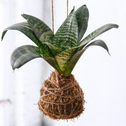 Flat 10% OFF on Kokedama Orders