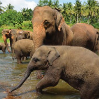 Starting at ₹ 7,962 off Colombo / Sri Lanka Flights Bookings Orders