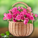Signify Purity, Innocence & Love OFF on Roses & Flowers Orders